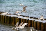 Ostsee_2009-06-06_Nino_Idotta_149.jpg