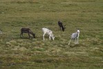 Nordkap2011_Tom_217.jpg