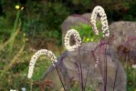 BotanischerGartenBth_2009-08-30_Nino_Idotta_067.jpg